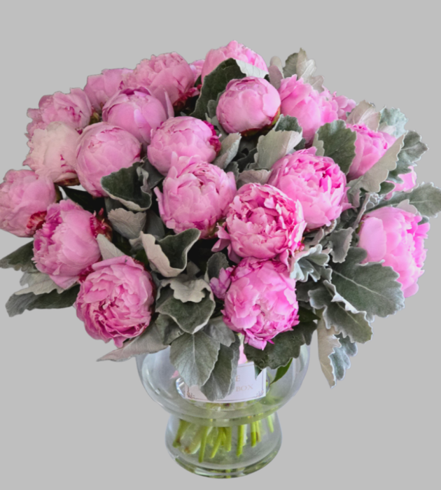 Pink Peonies with Dusty Miller